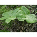 CAS No 4354-76-1 Natural 50% Podophyllum Resin